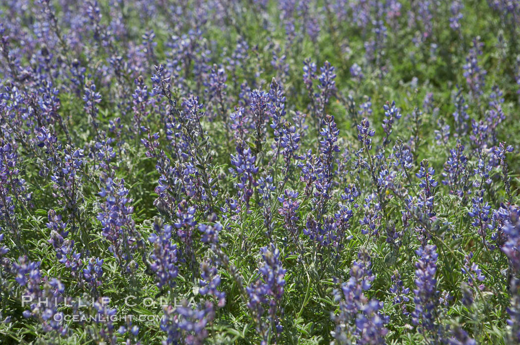 Arizona lupine blooms in spring in the hills above Anza-Borrego Desert State Park, Montezuma Drive. Borrego Springs, California, USA, Lupinus arizonicus, natural history stock photograph, photo id 11389