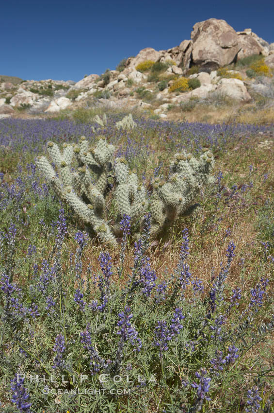 Arizona lupine blooms in spring in the hills above Anza-Borrego Desert State Park, Montezuma Drive. Borrego Springs, California, USA, Lupinus arizonicus, natural history stock photograph, photo id 11393