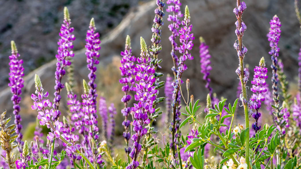 Arizona lupine is a common early spring ephemeral wildflower of the Colorado Desert. The purple-pink flowers show a yellow spot on the upper petal, which changes in color to red once the flower has been pollinated to discourage insects from visiting it after pollination, Anza-Borrego Desert State Park, Borrego Springs, California