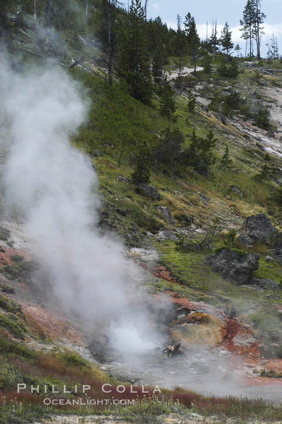 The Artist Paint Pots area of Yellowstone National Park holds steaming pools, mud pots (roiling mud mixed with sulfuric acid and steam) and paint pots (mud pots colored with dissolved minerals). Wyoming, USA, natural history stock photograph, photo id 07305