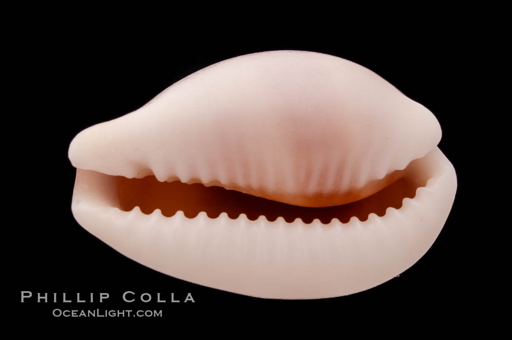 Artuffel's Cowrie., Cypraea artuffeli, natural history stock photograph, photo id 08767