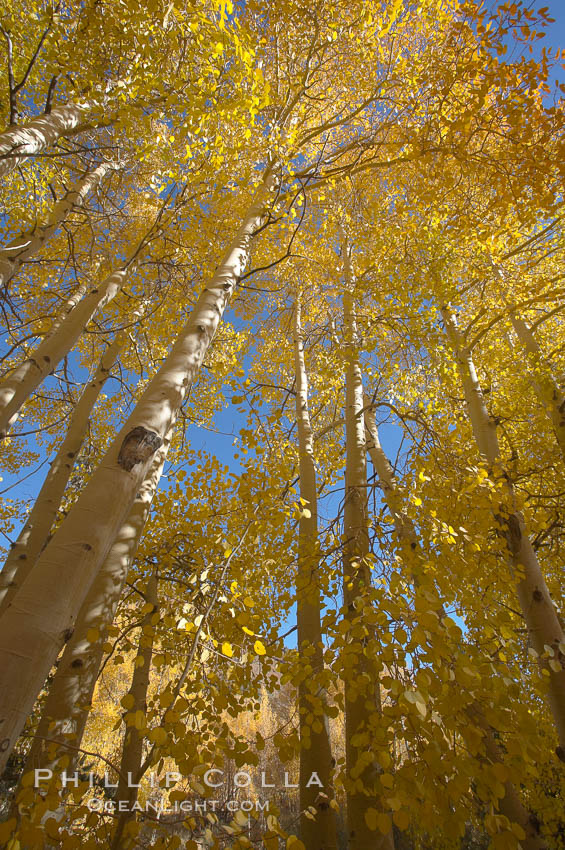 Quaking aspens turn yellow and orange as Autumn comes to the Eastern Sierra mountains, Bishop Creek Canyon. Bishop Creek Canyon, Sierra Nevada Mountains, California, USA, Populus tremuloides, natural history stock photograph, photo id 17602