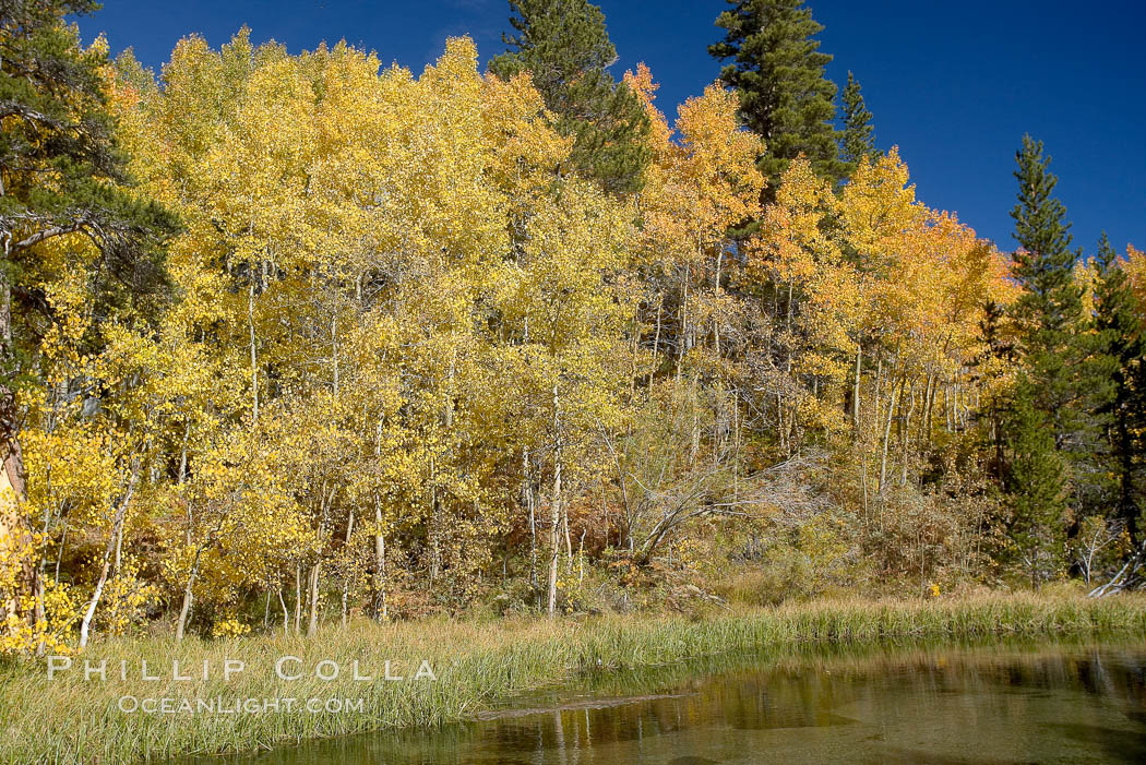 Aspen, Populus tremuloides, Creek Canyon Sierra Nevada Mountains