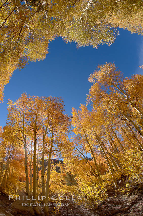 Quaking aspens turn yellow and orange as Autumn comes to the Eastern Sierra mountains, Bishop Creek Canyon. Bishop Creek Canyon, Sierra Nevada Mountains, California, USA, Populus tremuloides, natural history stock photograph, photo id 17596