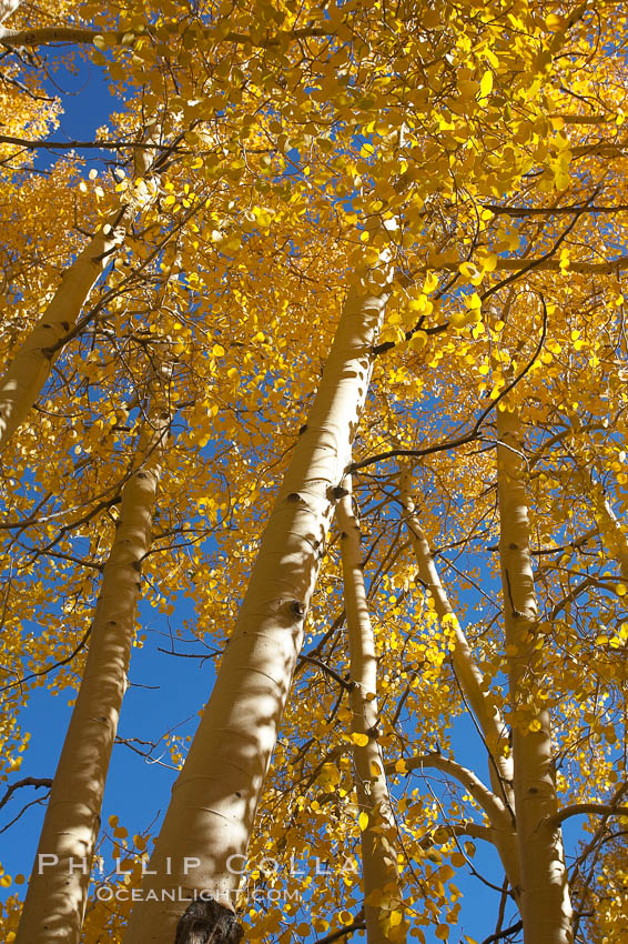 Quaking aspens turn yellow and orange as Autumn comes to the Eastern Sierra mountains, Bishop Creek Canyon. Bishop Creek Canyon, Sierra Nevada Mountains, California, USA, Populus tremuloides, natural history stock photograph, photo id 17587