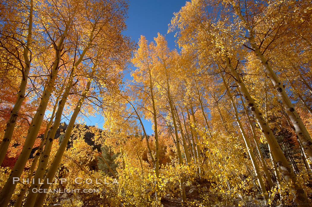 Quaking aspens turn yellow and orange as Autumn comes to the Eastern Sierra mountains, Bishop Creek Canyon. Bishop Creek Canyon, Sierra Nevada Mountains, California, USA, Populus tremuloides, natural history stock photograph, photo id 17595