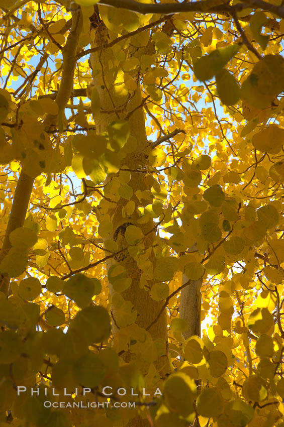 Quaking aspens turn yellow and orange as Autumn comes to the Eastern Sierra mountains, Bishop Creek Canyon. Bishop Creek Canyon, Sierra Nevada Mountains, California, USA, Populus tremuloides, natural history stock photograph, photo id 17603