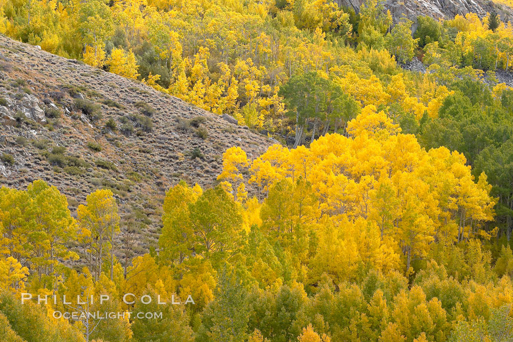 Aspen trees turn yellow and orange in early October, South Fork of Bishop Creek Canyon. Bishop Creek Canyon, Sierra Nevada Mountains, California, USA, Populus tremuloides, natural history stock photograph, photo id 17585