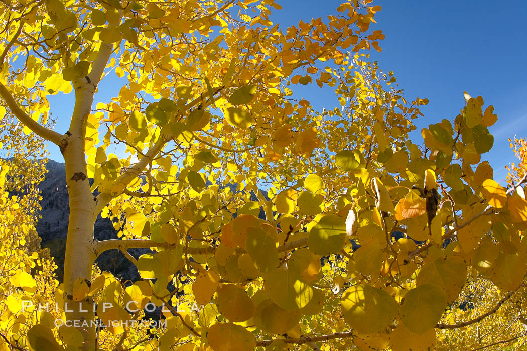 Quaking aspens turn yellow and orange as Autumn comes to the Eastern Sierra mountains, Bishop Creek Canyon. Bishop Creek Canyon, Sierra Nevada Mountains, California, USA, Populus tremuloides, natural history stock photograph, photo id 17597
