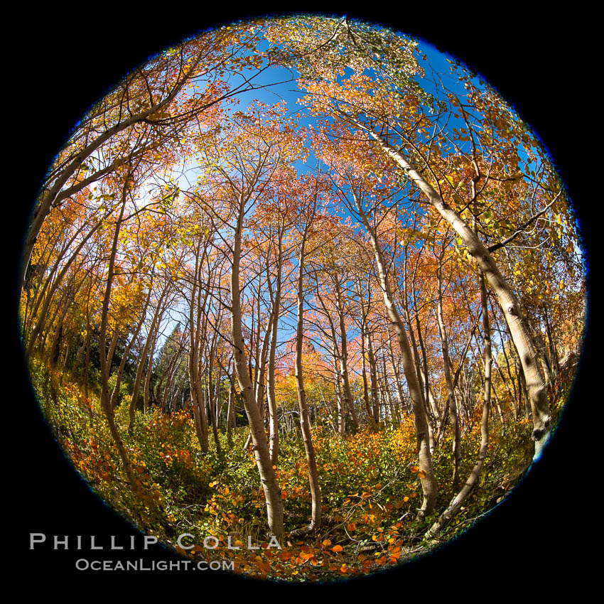 Aspen grove, Dunderberg Meadows, eastern Sierra Nevada. Sierra Nevada Mountains, California, USA, natural history stock photograph, photo id 35835