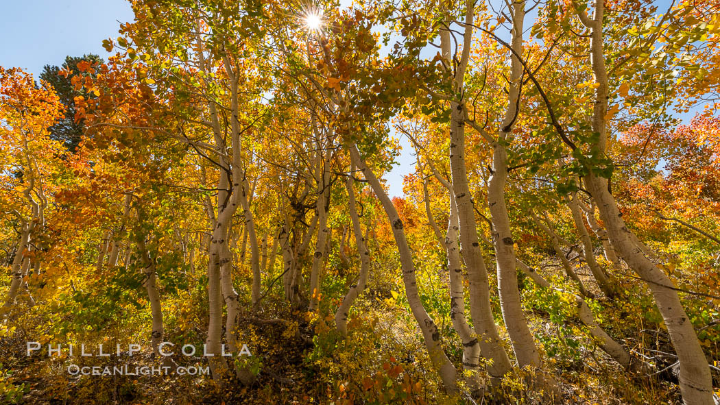 Aspen grove, Dunderberg Meadows, eastern Sierra Nevada. Sierra Nevada Mountains, California, USA, natural history stock photograph, photo id 35833