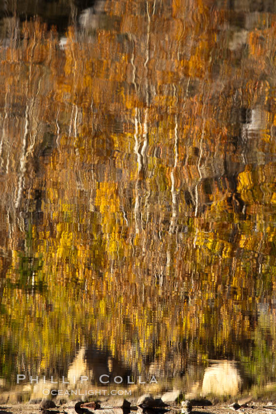 Aspen trees, fall colors, reflected in the still waters of North Lake. Bishop Creek Canyon Sierra Nevada Mountains, California, USA, Populus tremuloides, natural history stock photograph, photo id 26063