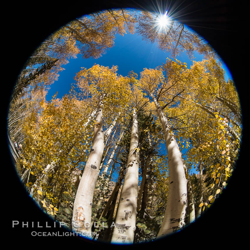 Turning aspen trees in Autumn, South Fork of Bishop Creek Canyon. Bishop Creek Canyon, Sierra Nevada Mountains, California, USA, natural history stock photograph, photo id 34164