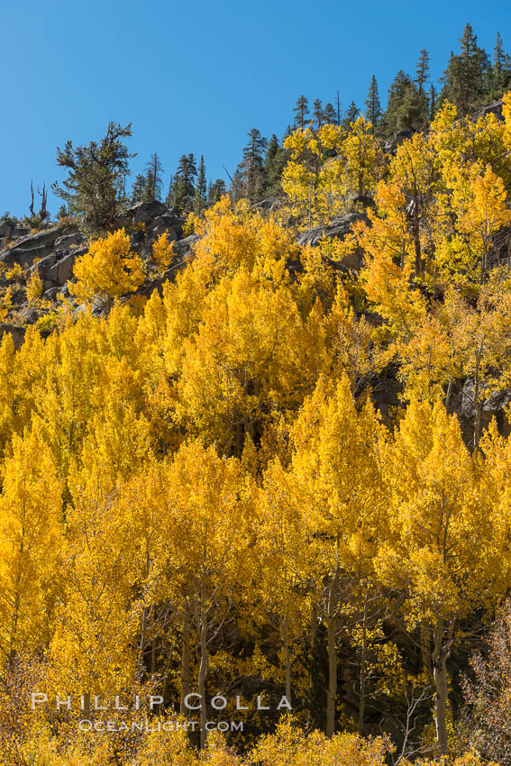 Turning aspen trees in Autumn, South Fork of Bishop Creek Canyon. Bishop Creek Canyon, Sierra Nevada Mountains, California, USA, natural history stock photograph, photo id 34163