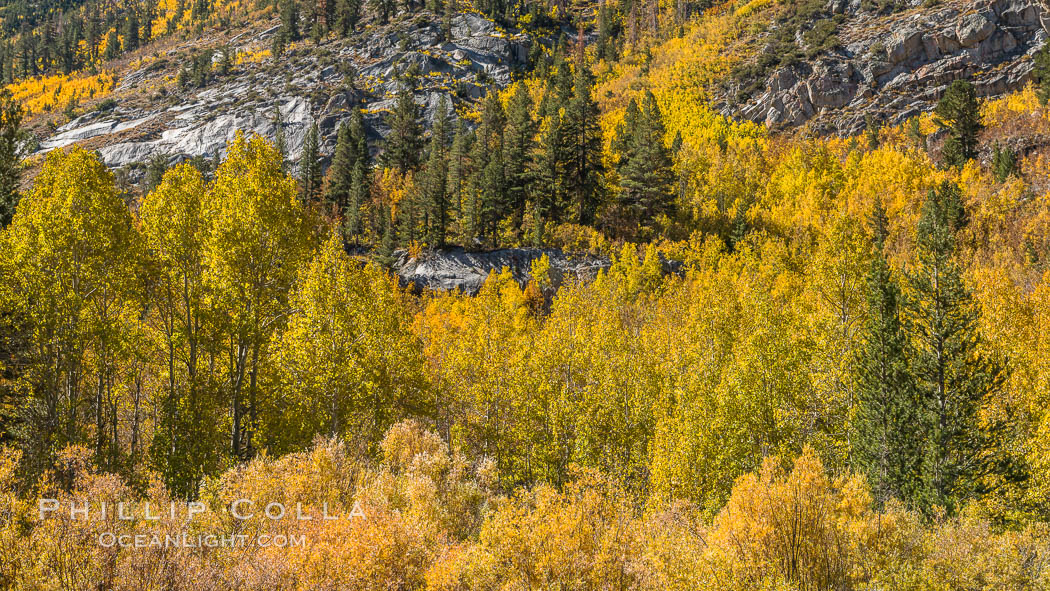 Turning aspen trees in Autumn, South Fork of Bishop Creek Canyon. Bishop Creek Canyon, Sierra Nevada Mountains, California, USA, natural history stock photograph, photo id 34161