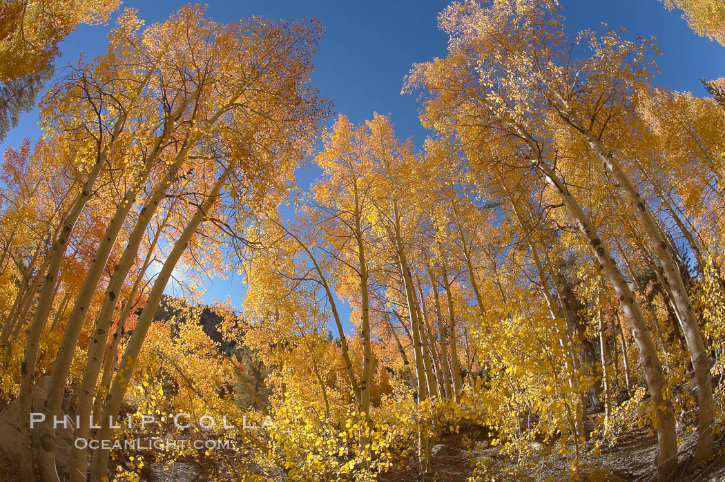Quaking aspens turn yellow and orange as Autumn comes to the Eastern Sierra mountains, Bishop Creek Canyon. Bishop Creek Canyon, Sierra Nevada Mountains, California, USA, Populus tremuloides, natural history stock photograph, photo id 17582