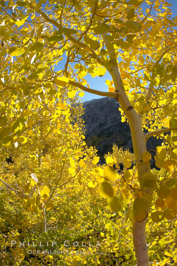 Aspen trees display Eastern Sierra fall colors, Lake Sabrina, Bishop Creek Canyon. Bishop Creek Canyon, Sierra Nevada Mountains, California, USA, Populus tremuloides, natural history stock photograph, photo id 17586