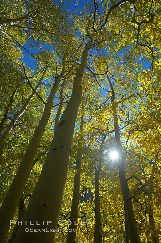 Aspen trees display Eastern Sierra fall colors, Lake Sabrina, Bishop Creek Canyon. Bishop Creek Canyon, Sierra Nevada Mountains, California, USA, Populus tremuloides, natural history stock photograph, photo id 17511