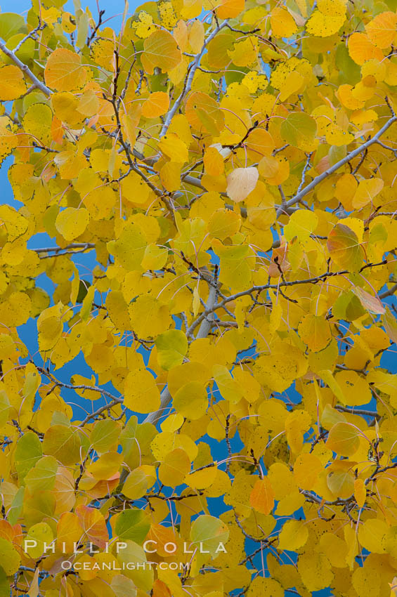 Aspen trees display Eastern Sierra fall colors, Lake Sabrina, Bishop Creek Canyon. Bishop Creek Canyon, Sierra Nevada Mountains, California, USA, Populus tremuloides, natural history stock photograph, photo id 17543