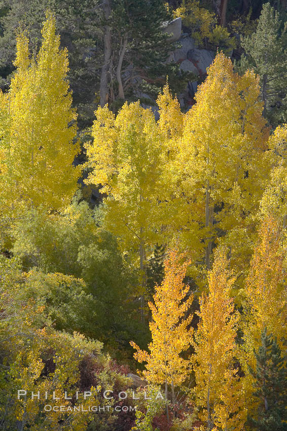 Aspen trees display Eastern Sierra fall colors, Lake Sabrina, Bishop Creek Canyon. Bishop Creek Canyon, Sierra Nevada Mountains, California, USA, Populus tremuloides, natural history stock photograph, photo id 17513