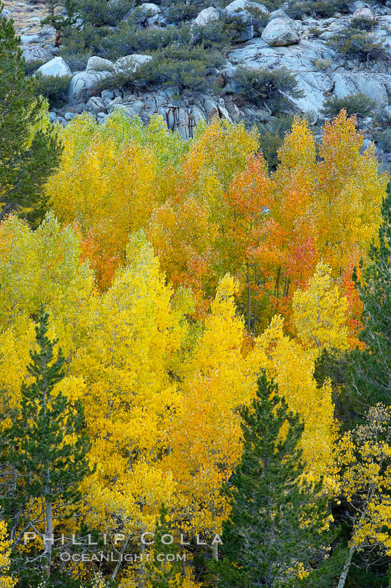 Aspen trees display Eastern Sierra fall colors, Lake Sabrina, Bishop Creek Canyon. Bishop Creek Canyon, Sierra Nevada Mountains, California, USA, Populus tremuloides, natural history stock photograph, photo id 17521