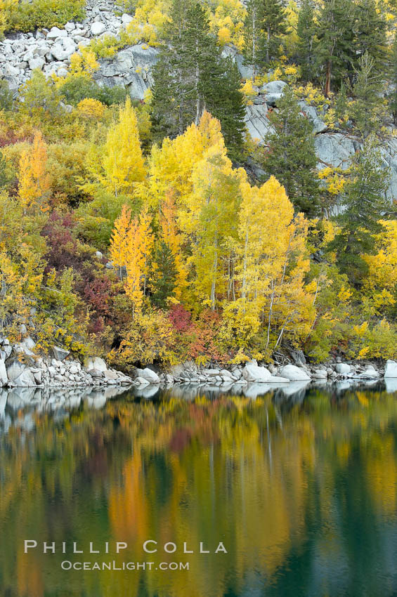 Aspen trees display Eastern Sierra fall colors, Lake Sabrina, Bishop Creek Canyon. Bishop Creek Canyon, Sierra Nevada Mountains, California, USA, Populus tremuloides, natural history stock photograph, photo id 17541