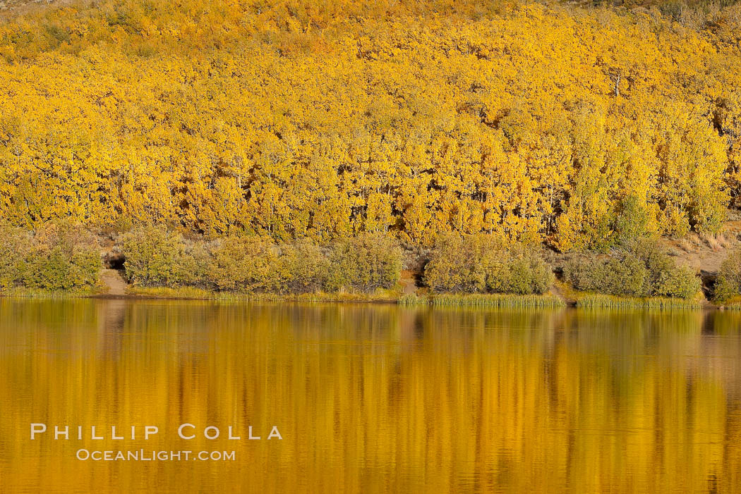 Aspens changing into fall colors, yellow and orange, are reflected in North Lake in October, Bishop Creek Canyon, Eastern Sierra. Bishop Creek Canyon, Sierra Nevada Mountains, California, USA, Populus tremuloides, natural history stock photograph, photo id 17538