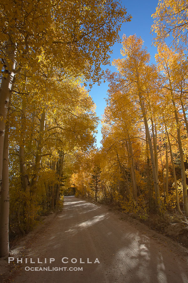 Aspen trees displaying fall colors rise alongside a High Sierra road near North Lake, Bishop Creek Canyon., Populus tremuloides, natural history stock photograph, photo id 17554