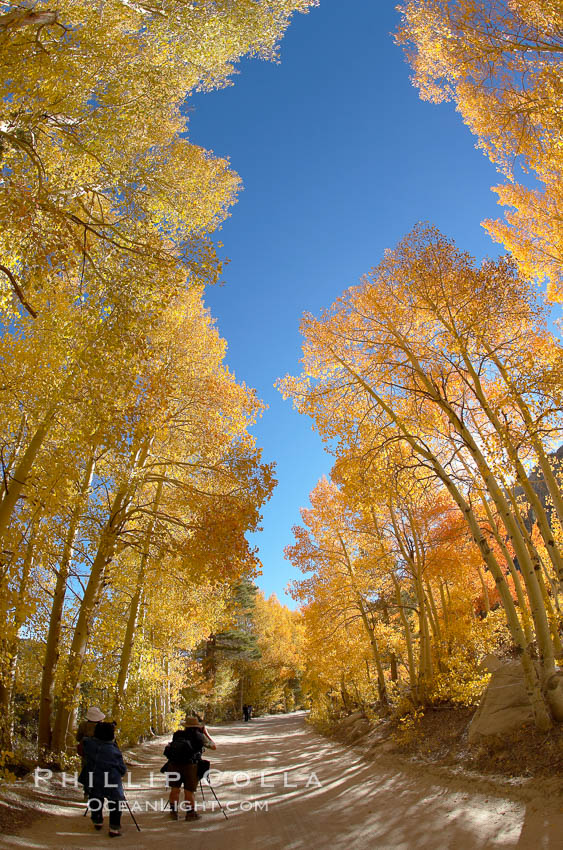 Aspen trees displaying fall colors rise above a High Sierra road near North Lake, Bishop Creek Canyon. Bishop Creek Canyon, Sierra Nevada Mountains, California, USA, Populus tremuloides, natural history stock photograph, photo id 17523
