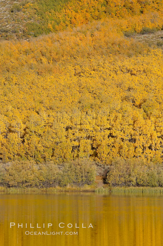 Aspens changing into fall colors, yellow and orange, are reflected in North Lake in October, Bishop Creek Canyon, Eastern Sierra. Bishop Creek Canyon, Sierra Nevada Mountains, California, USA, Populus tremuloides, natural history stock photograph, photo id 17539