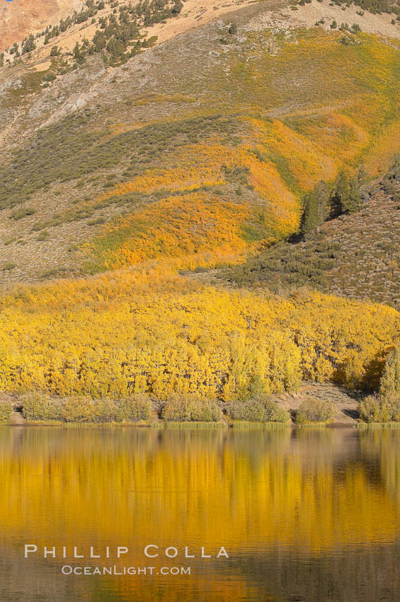 Aspens changing into fall colors, yellow and orange, are reflected in North Lake in October, Bishop Creek Canyon, Eastern Sierra. Bishop Creek Canyon, Sierra Nevada Mountains, California, USA, Populus tremuloides, natural history stock photograph, photo id 17551