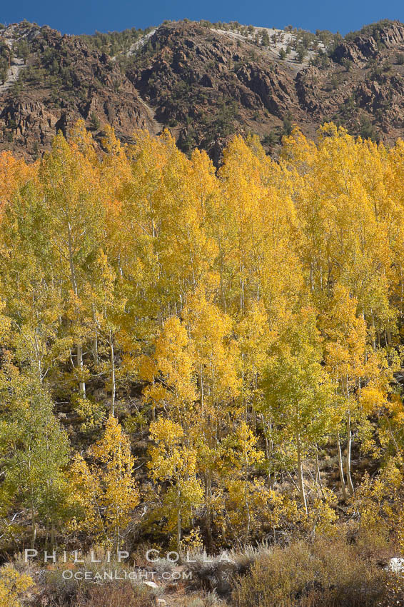 Aspen trees turn yellow and orange in early October, South Fork of Bishop Creek Canyon. Bishop Creek Canyon, Sierra Nevada Mountains, California, USA, Populus tremuloides, natural history stock photograph, photo id 17576