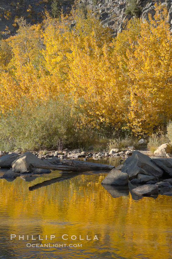 Quaking aspens turn yellow and orange as Autumn comes to the Eastern Sierra mountains, Bishop Creek Canyon. Bishop Creek Canyon, Sierra Nevada Mountains, California, USA, Populus tremuloides, natural history stock photograph, photo id 17580