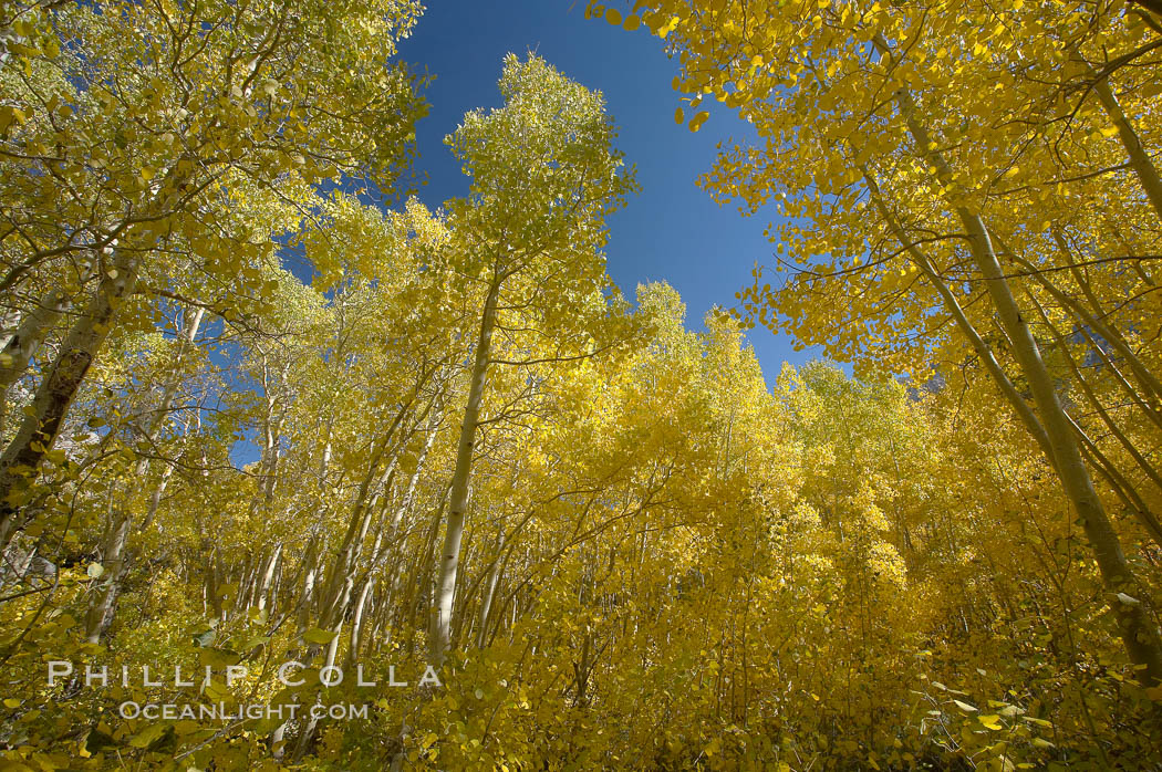 Quaking aspens turn yellow and orange as Autumn comes to the Eastern Sierra mountains, Bishop Creek Canyon. Bishop Creek Canyon, Sierra Nevada Mountains, California, USA, Populus tremuloides, natural history stock photograph, photo id 17575