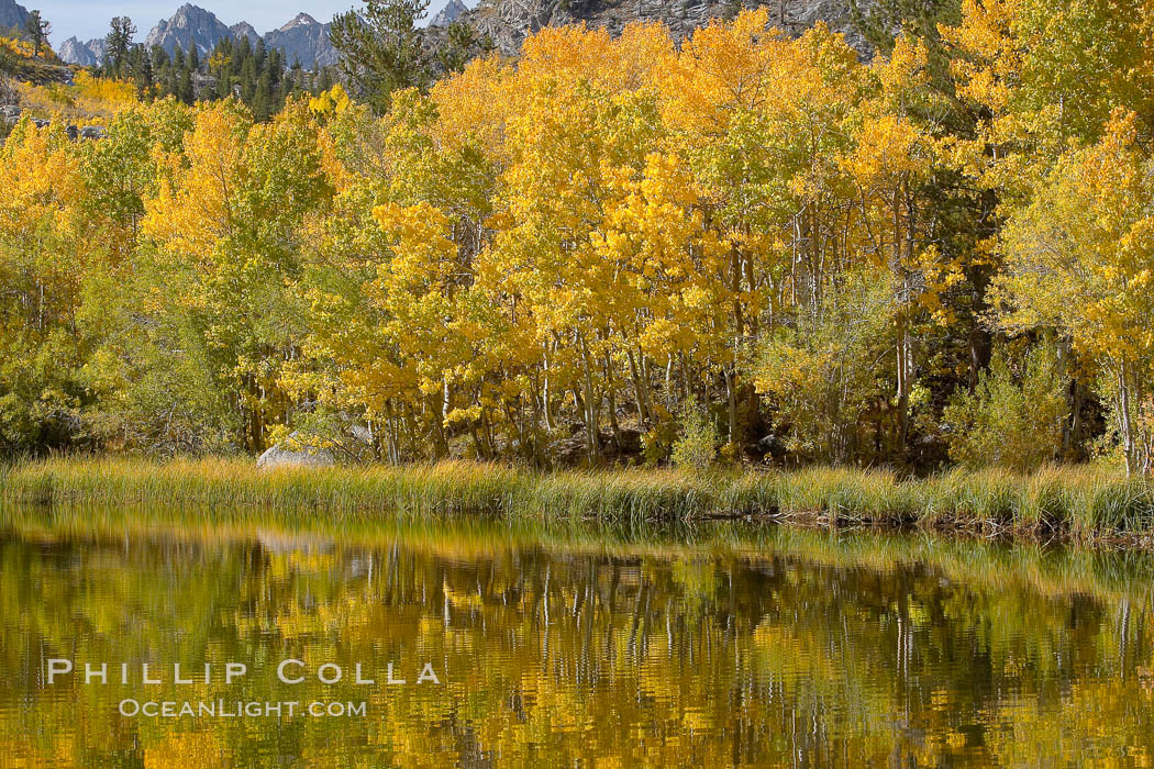 Aspen trees reflected in Cardinal Pond, Aspendel, Bishop Creek Canyon. Bishop Creek Canyon, Sierra Nevada Mountains, California, USA, Populus tremuloides, natural history stock photograph, photo id 17529