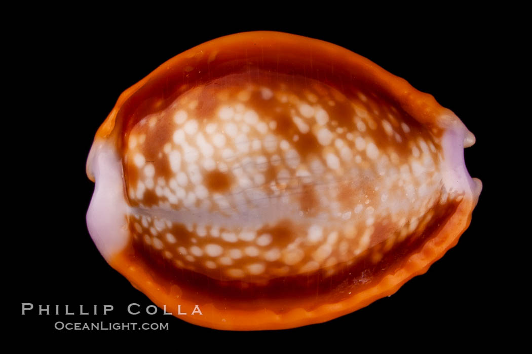 Astral Honey Cowrie., Cypraea helvola callista, natural history stock photograph, photo id 08062