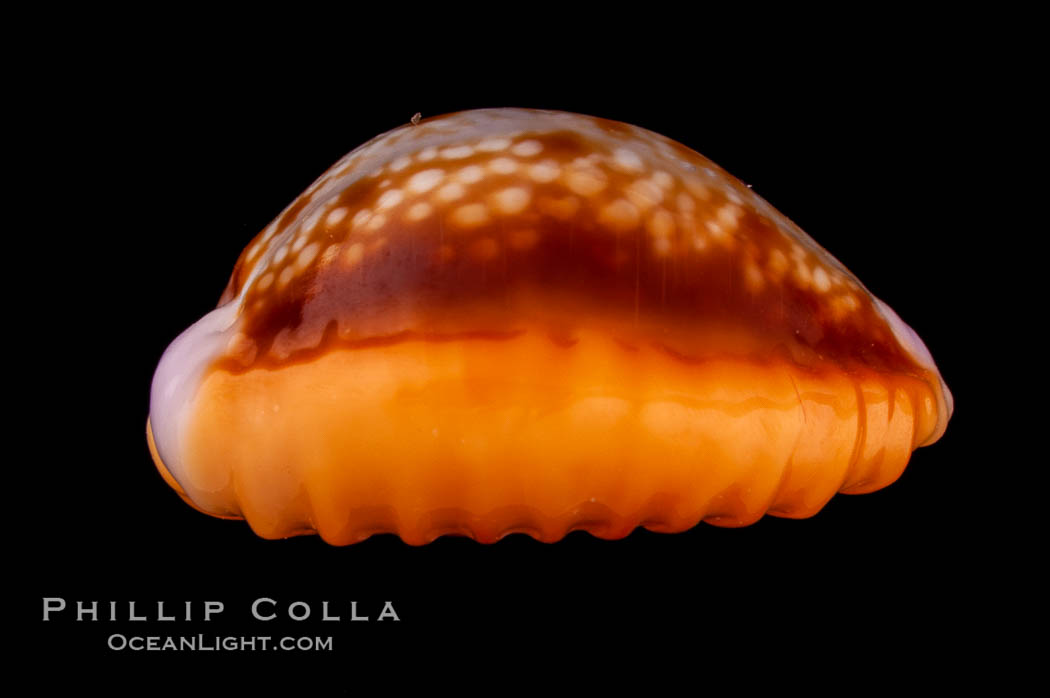 Astral Honey Cowrie., Cypraea helvola callista, natural history stock photograph, photo id 08064