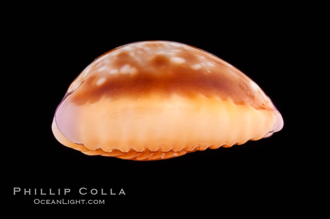 Astral Honey Cowrie., Cypraea helvola callista, natural history stock photograph, photo id 08776