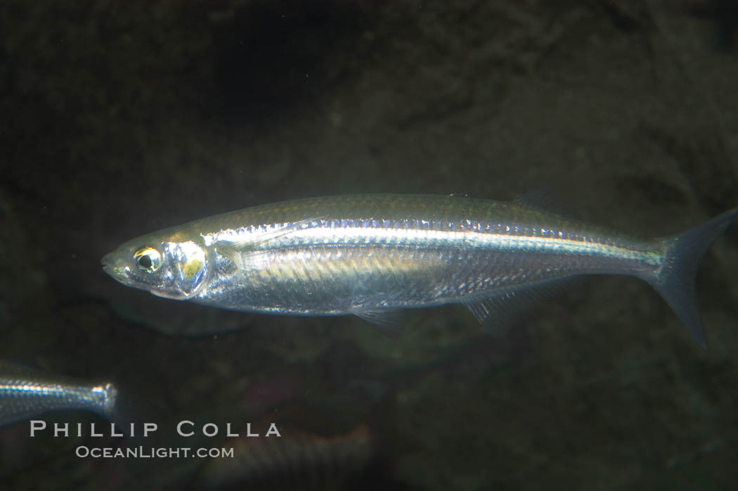 Topsmelt silverside., Atherinops affinis, natural history stock photograph, photo id 07876