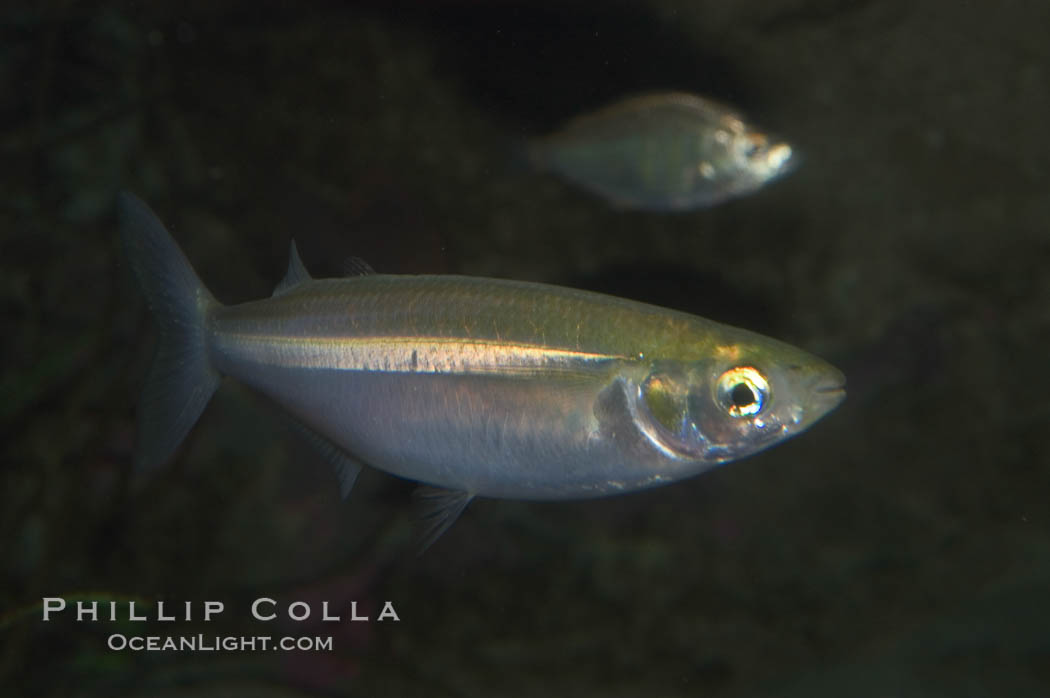 Topsmelt silverside., Atherinops affinis, natural history stock photograph, photo id 07873