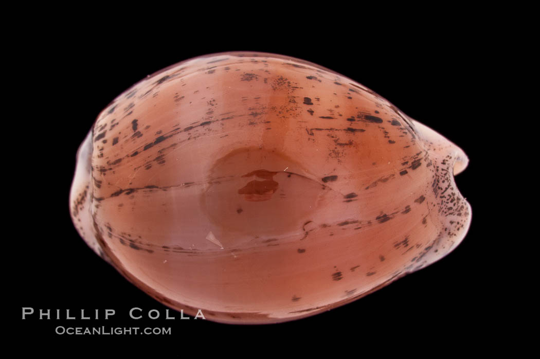 Atlantic Gray Cowrie, Ashen Cowrie., Cypraea cinerea, natural history stock photograph, photo id 08617