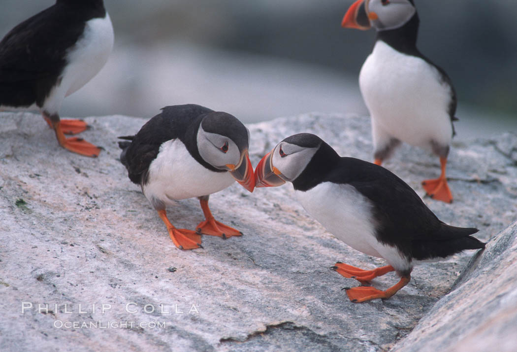 Atlantic puffin, mating coloration. Machias Seal Island, Maine, USA, Fratercula arctica, natural history stock photograph, photo id 03142