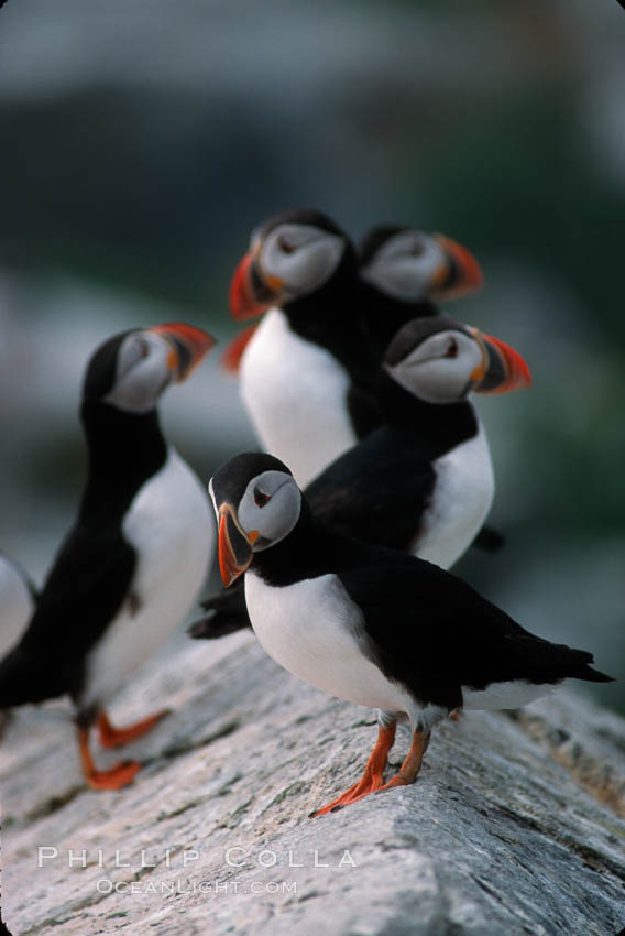 Atlantic puffin, mating coloration. Machias Seal Island, Maine, USA, Fratercula arctica, natural history stock photograph, photo id 03146