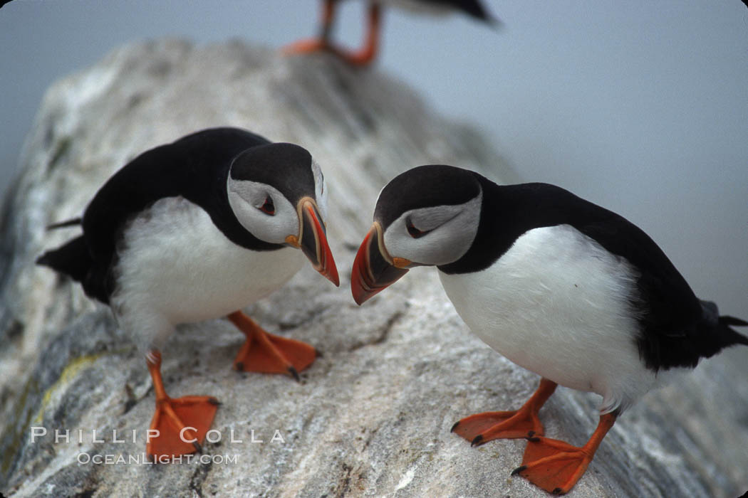 Atlantic puffin, mating coloration. Machias Seal Island, Maine, USA, Fratercula arctica, natural history stock photograph, photo id 03150