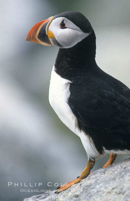 Atlantic puffin, mating coloration. Machias Seal Island, Maine, USA, Fratercula arctica, natural history stock photograph, photo id 03154