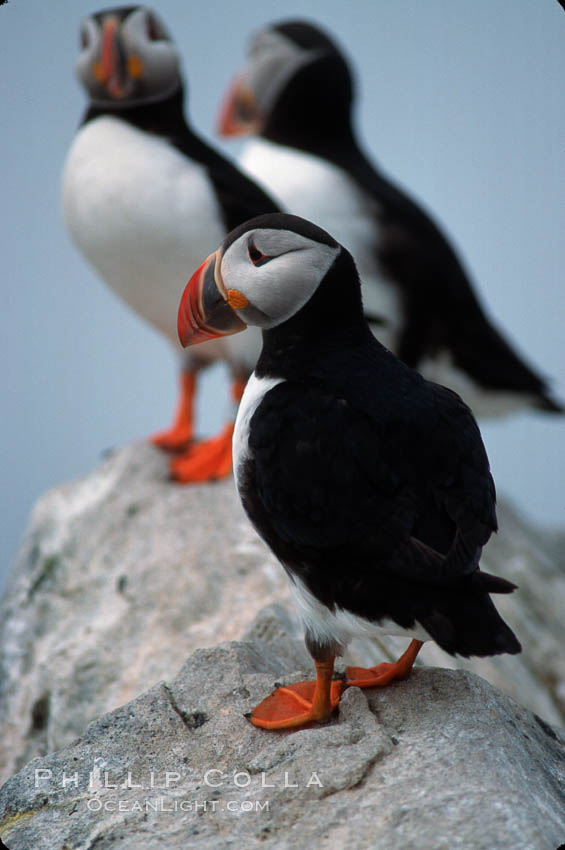 Atlantic puffin, mating coloration. Machias Seal Island, Maine, USA, Fratercula arctica, natural history stock photograph, photo id 03144