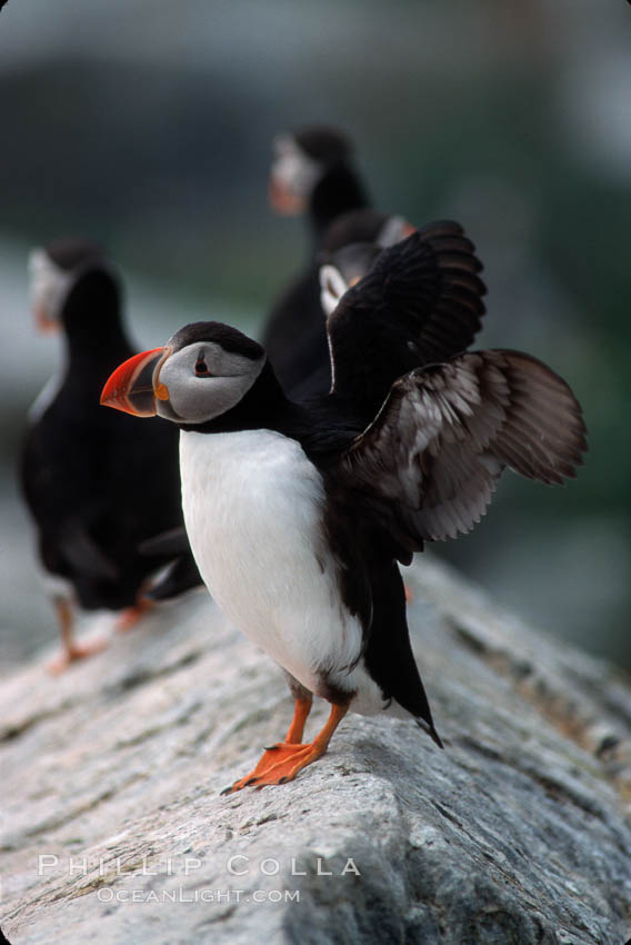 Atlantic puffin, mating coloration. Machias Seal Island, Maine, USA, Fratercula arctica, natural history stock photograph, photo id 03148