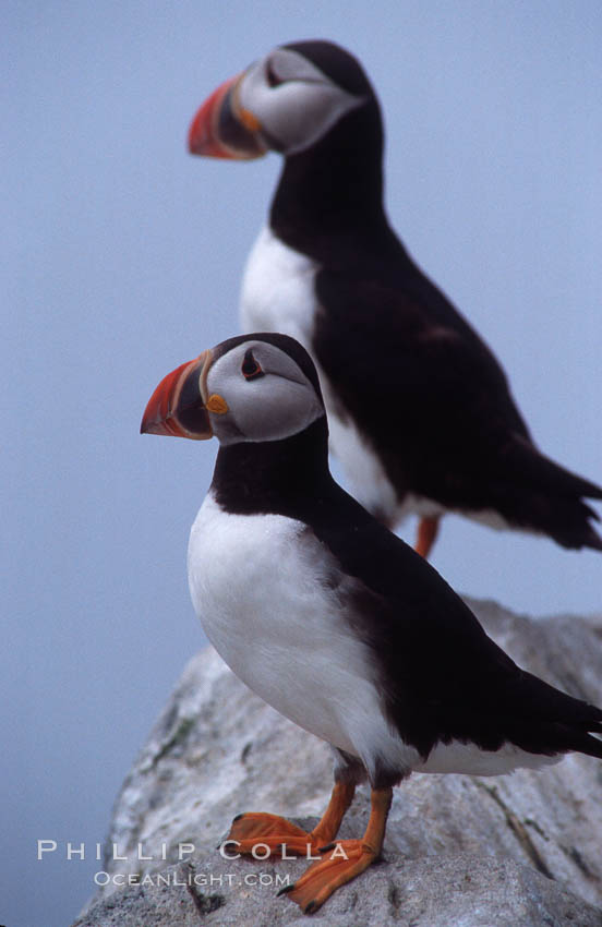 Atlantic puffin, mating coloration. Machias Seal Island, Maine, USA, Fratercula arctica, natural history stock photograph, photo id 03152