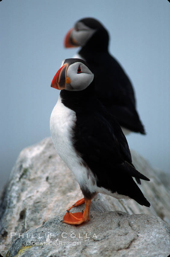 Atlantic puffin, mating coloration. Machias Seal Island, Maine, USA, Fratercula arctica, natural history stock photograph, photo id 03143