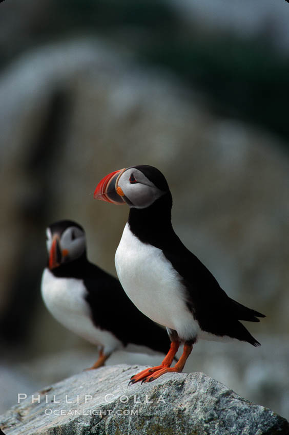 Atlantic puffin, mating coloration. Machias Seal Island, Maine, USA, Fratercula arctica, natural history stock photograph, photo id 03147